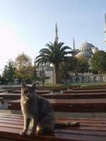 Die Blaue Moschee