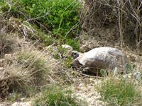 Schildkröte am Wegesrand &ndash; &copy; Maria Goetz (Eberhardt TRAVEL)