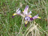 wilde Iris &ndash; &copy; Maria Goetz (Eberhardt TRAVEL)
