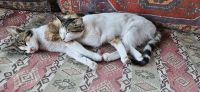 Schmusekatzen im Cafe &ndash; &copy; Ria Heilmann (Eberhardt TRAVEL)