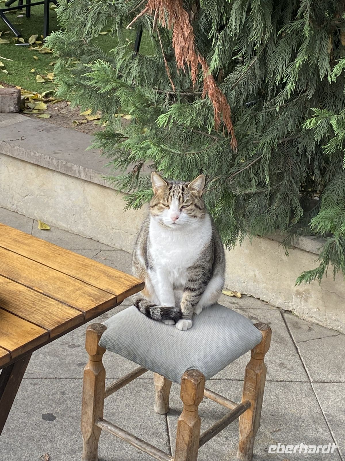 Straßenkatze &ndash; &copy; Bettina Langendörfer (Eberhardt TRAVEL)