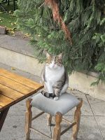 Straßenkatze