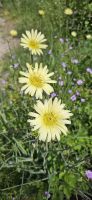 Wiesenbocksbart &ndash; &copy; Ria Heilmann (Eberhardt TRAVEL)