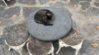 Katze am Camlica-Hügel &ndash; &copy; Valentin Meyer-Plath (Eberhardt TRAVEL)