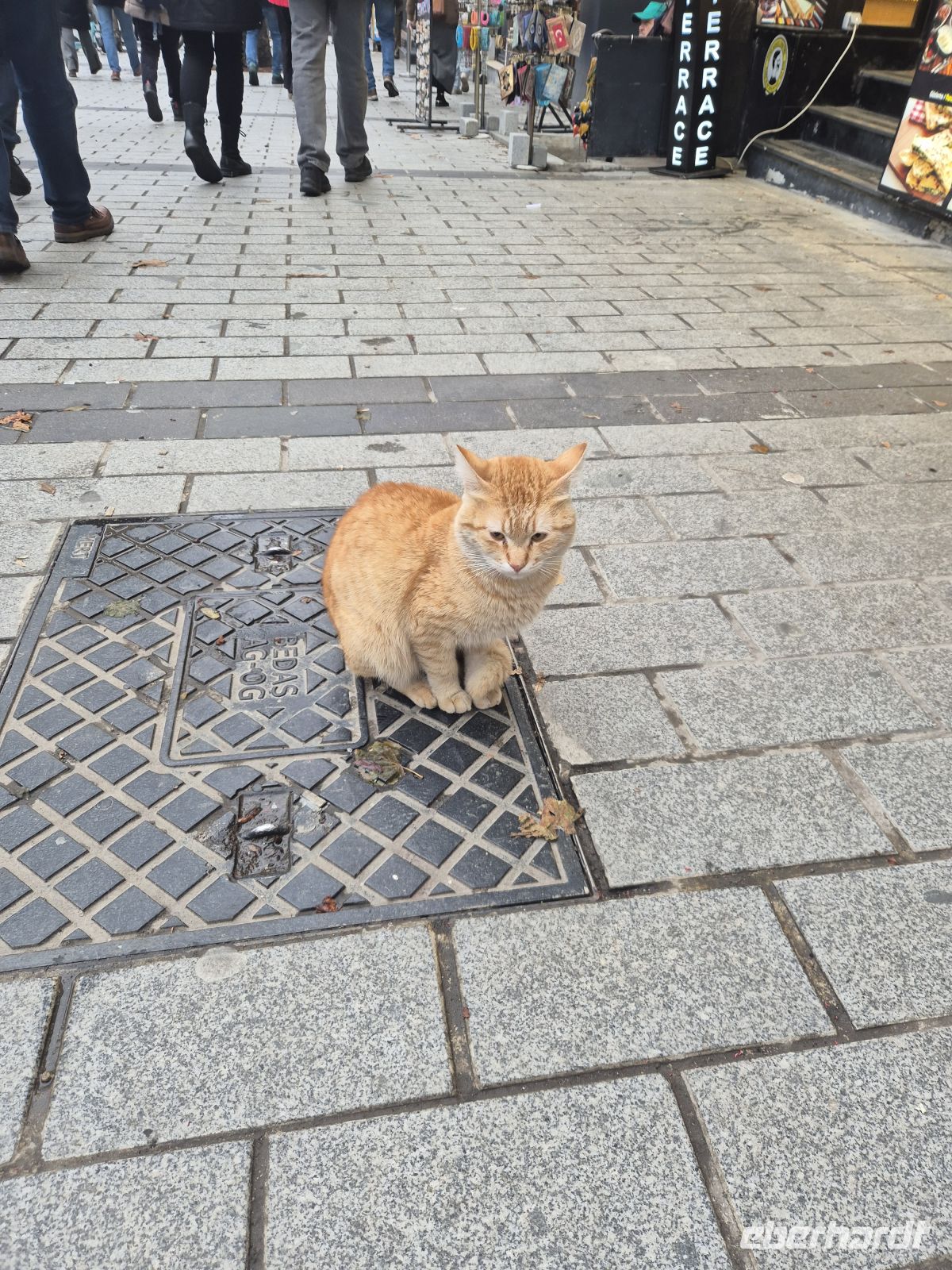 Katze in Istanbul - Türkei &ndash; &copy; Marie Dittrich (Eberhardt TRAVEL)