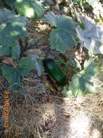 Zucchini Pflanze &ndash; &copy; Sandra Mahr (Eberhardt TRAVEL)