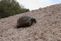 Landschildkröte &ndash; &copy; Marcus Richter (Eberhardt TRAVEL)