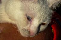 22.10.11 Van-Katze &ndash; &copy; Jutta Petzold-Herrmann (Eberhardt TRAVEL)