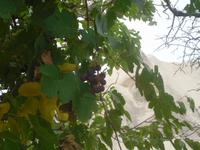 Wein im Liebestal &ndash; &copy; Susann Schmiedel (Eberhardt TRAVEL)