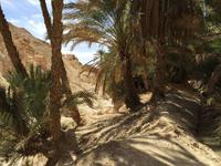 143 Bergoase Chebika &ndash; &copy; Patrick Fritzsche (Eberhardt TRAVEL)