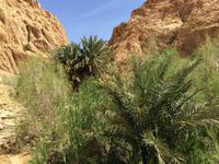 148 Bergoase Chebika &ndash; &copy; Patrick Fritzsche (Eberhardt TRAVEL)