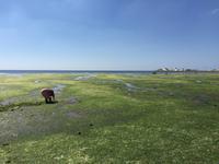 334 Ebbe bei Mahres &ndash; &copy; Patrick Fritzsche (Eberhardt TRAVEL)