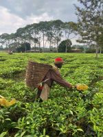 Teeernte, Fort Portal, Uganda &ndash; &copy; Julian Bartsch (Eberhardt TRAVEL)