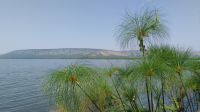 Papyrus, Lake Mburo Nationalpark, Uganda &ndash; &copy; Julian Bartsch (Eberhardt TRAVEL)