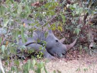 Nashorn, Ziwa Rhino Sanctuary, Uganda &ndash; &copy; Julian Bartsch (Eberhardt TRAVEL)