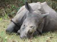 Nashorn, Ziwa Rhino Sanctuary, Uganda &ndash; &copy; Julian Bartsch (Eberhardt TRAVEL)