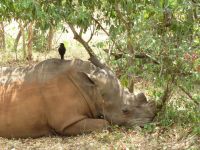 Nashorn, Ziwa Rhino Sanctuary, Uganda &ndash; &copy; Julian Bartsch (Eberhardt TRAVEL)