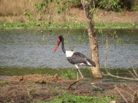 Storch, Murchison Falls NP, Uganda &ndash; &copy; Julian Bartsch (Eberhardt TRAVEL)