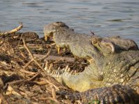 Krokodil, Murchison Falls NP, Uganda &ndash; &copy; Julian Bartsch (Eberhardt TRAVEL)