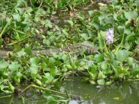 Lizzard, Kazinga Kanal, Uganda &ndash; &copy; Julian Bartsch (Eberhardt TRAVEL)