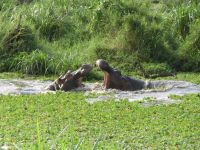 Nilpferde, Queen Elizabeth Nationalpark, Uganda &ndash; &copy; Julian Bartsch (Eberhardt TRAVEL)