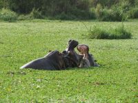 Nilpferde, Queen Elizabeth Nationalpark, Uganda &ndash; &copy; Julian Bartsch (Eberhardt TRAVEL)