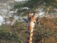 Giraffe, Lake Mburo Nationalpark, Uganda &ndash; &copy; Julian Bartsch (Eberhardt TRAVEL)