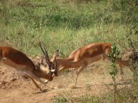 Impalas, Lake Mburo Nationalpark, Uganda &ndash; &copy; Julian Bartsch (Eberhardt TRAVEL)