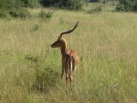 Impala, Lake Mburo Nationalpark, Uganda &ndash; &copy; Julian Bartsch (Eberhardt TRAVEL)
