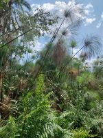 Papyrus, Bigodi Wetlands, Uganda &ndash; &copy; Julian Bartsch (Eberhardt TRAVEL)