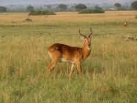 Antilope &ndash; &copy; Julian Bartsch (Eberhardt TRAVEL)