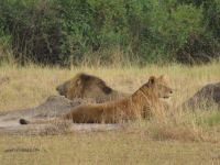Löwenfamilie &ndash; &copy; Julian Bartsch (Eberhardt TRAVEL)