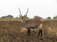 Kop-Antilope &ndash; &copy; Julian Bartsch (Eberhardt TRAVEL)