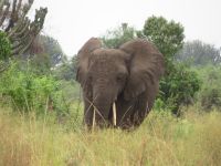 Elefant &ndash; &copy; Julian Bartsch (Eberhardt TRAVEL)