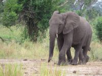 Elefanten &ndash; &copy; Julian Bartsch (Eberhardt TRAVEL)