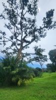 Entebbe - Botanischer Garten &ndash; &copy; Petra Hady (Eberhardt TRAVEL)