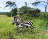Zebras  &ndash; &copy; Petra Hady (Eberhardt TRAVEL)