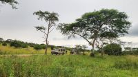 Safari-Szene &ndash; &copy; Petra Hady (Eberhardt TRAVEL)