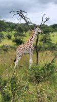 Giraffe &ndash; &copy; Petra Hady (Eberhardt TRAVEL)