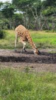 Durstige Giraffe &ndash; &copy; Petra Hady (Eberhardt TRAVEL)