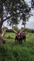 Farmbesichtigung - Ankole Rind &ndash; &copy; Petra Hady (Eberhardt TRAVEL)