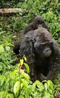 Berggorillas &ndash; &copy; Petra Hady (Eberhardt TRAVEL)