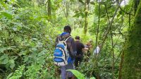 Gorilla - Trekking &ndash; &copy; Petra Hady (Eberhardt TRAVEL)