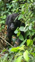 Berggorilla &ndash; &copy; Petra Hady (Eberhardt TRAVEL)
