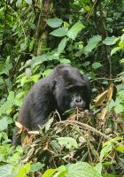 Berggorilla &ndash; &copy; Petra Hady (Eberhardt TRAVEL)