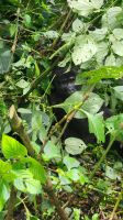 Berggorilla &ndash; &copy; Petra Hady (Eberhardt TRAVEL)