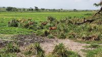 Antilopen &ndash; &copy; Petra Hady (Eberhardt TRAVEL)