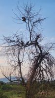 Baum voller Affen &ndash; &copy; Petra Hady (Eberhardt TRAVEL)