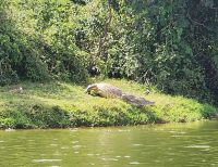Nilkrokodil &ndash; &copy; Petra Hady (Eberhardt TRAVEL)