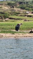 Marabu &ndash; &copy; Petra Hady (Eberhardt TRAVEL)